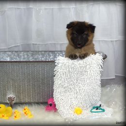 Belgian Tervuren Puppies from Kanna Belgian Tervuren