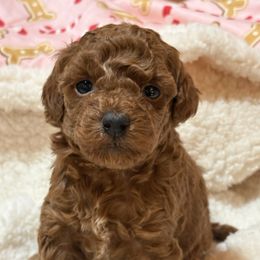 Esmée - Red  female Poodle puppy in Utica, Ohio from Poodle Me Crazy