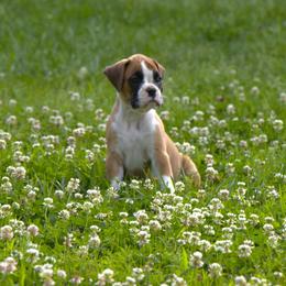 Boxer Puppies from Lando Boxers