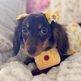 Mini - Chocolate and tan female Dachshund puppy in Bentonville, Arkansas from T & D Dachshunds by design