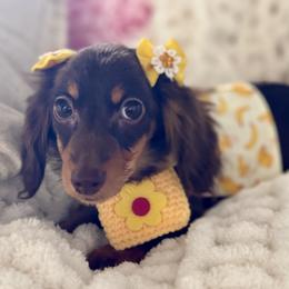 Mini - Chocolate and tan female Dachshund puppy in Bentonville, Arkansas from T & D Dachshunds by design