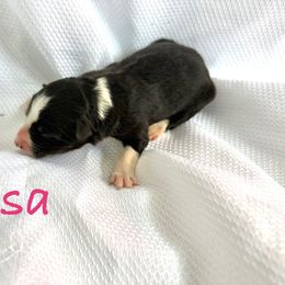 Tessa - Black and white female Border Collie puppy in Cedartown, Georgia from Ferguson Border Collies