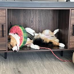 Pembroke Welsh Corgi Puppies from Top-Notch Paws
