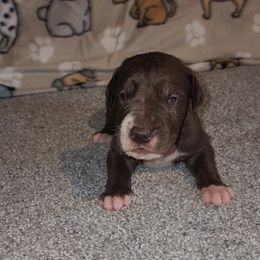 Calvin - Chocolate male Great Dane puppy in Walker, Louisiana from La Rebel Danes