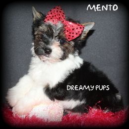 AKC Biewer Girl Mento - Black tan and white female Biewer Terrier puppy in Kennesaw, Georgia from Dreamy Pups