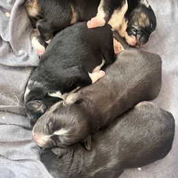 Miniature Australian Shepherd puppies from Akamai Miniature Australian Shepherds