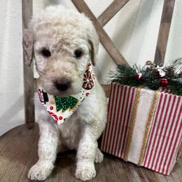 Girl 2 - Cream female Aussiedoodle puppy in Florida from Doodles & Danes