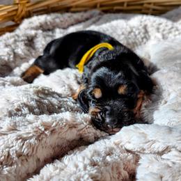 Ms. Grant - Black brown and white female Basset Hound puppy in Big Rapids, Michigan from Basket Hound Bassets