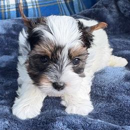 Biscuit - Parti male Yorkshire Terrier puppy in Florence, Alabama from Yorkies of Forest Creek