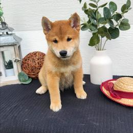 Leo - Sesame male Shiba Inu puppy in Illinois from Precious-Puppies
