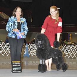 Poodles from Spirit Poodles