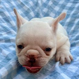 Ephraim - Cream male French Bulldog puppy in Greenfield, Missouri from Hope Mountain French Bulldogs