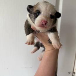 Girl 1 - Sable female Pembroke Welsh Corgi puppy in Aberdeen, Washington from Coastal country Farms
