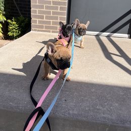 French Bulldog Puppies from Rockstar Kennel