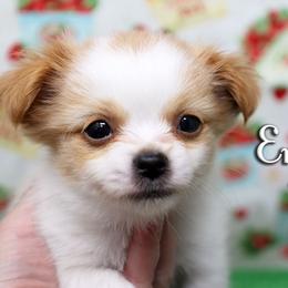Emmett - White male Mi-Ki puppy in Elizabeth, Colorado from Royal T Mi-Kis