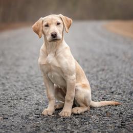 Labrador Retrievers from Horizon Retrievers