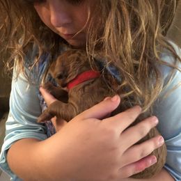 Goldendoodle Puppies from Cooley Doodles