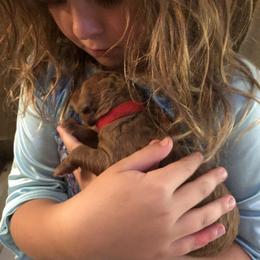 Goldendoodle Puppies from Cooley Doodles