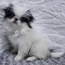 Nidorina - Black tan and white female Japanese Chin puppy in Johnson City, Tennessee from Erin & Friends Japanese Chin