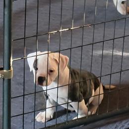 Boomer - White and brindle male American Bulldog puppy in La Porte, Indiana from Slayton's American Bulldogs