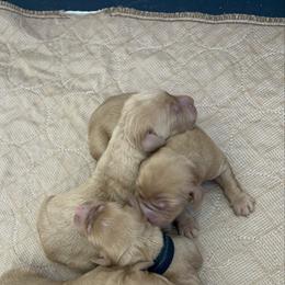 Boy 1 - Dark golden male Golden Retriever puppy in Denton, Maryland from Golden Horse Farm