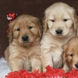 Golden Retrievers from North Star Retrievers