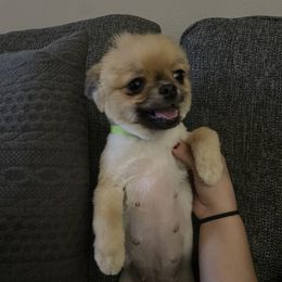 French Bulldog and Pomeranian All Grown Up from Chaos Central Valley Bulls