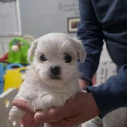 Brooke - White female Mal-Shi puppy in Belleville, Michigan from Michigan Maltese Puppies
