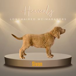 Sivan - Long Haired Weimaraner puppy from Heavenly Longhaired Weimaraner’s