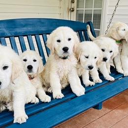 Golden Retrievers from Hudsons Golden Retrievers