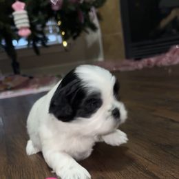Shih Tzu Puppies from Shih Tzu pups