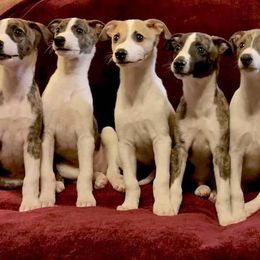 "2015 Zzyzx ex Stevee (Fore 1st on left dam to our 2019 litter, Gavel 3rd from left sire to our 2020 litter)" Whippet Puppies from SaeSi Kennels