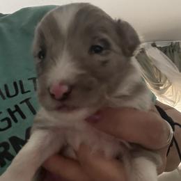 Dax - White blue merle male Shetland Sheepdog puppy in New Waterford, Ohio from Georgina's Shetland Sheepdog