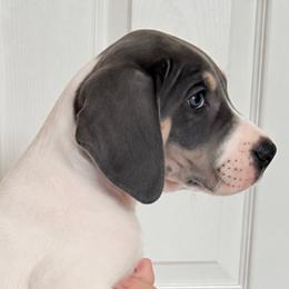 Hank the Tank - Blue and white male Great Dane puppy in Florida from Beachside Kennels