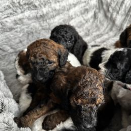 Poodle Puppies from Rocky Mountain Standards