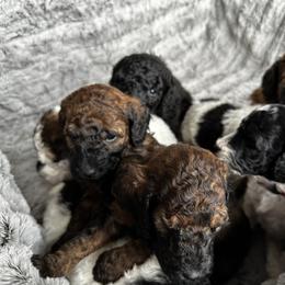 Poodle Puppies from Rocky Mountain Standards