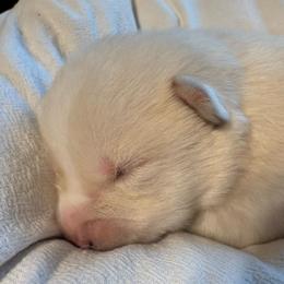 Ford - White male Pomsky puppy in Greenfield, Minnesota from SRF Pomskies