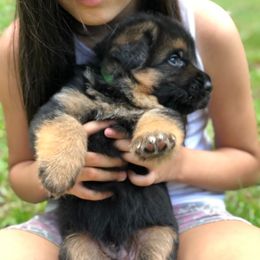 German Shepherd Puppies from Zwinger vom Schneider Wald