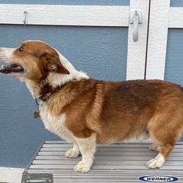 Mater - American Corgi