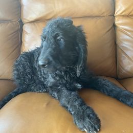 Bernedoodle Puppies from Bruce and Emma Doodles