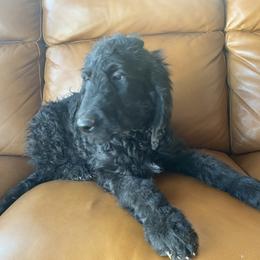 Bernedoodle Puppies from Bruce and Emma Doodles
