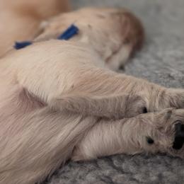 Golden Retriever Puppies from Goldens of Heritage Oaks