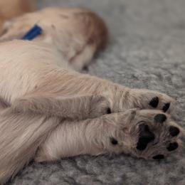 Golden Retriever Puppies from Goldens of Heritage Oaks