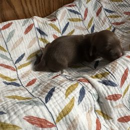 Chocolate Chip Cookie Dough - Chocolate and cream male Dachshund puppy in Wolf Lake, Indiana from Canisteo Dachshunds