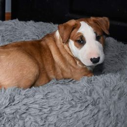Bull Terrier Puppies from Virtue Bull Terriers