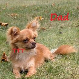 Axel - Chihuahua