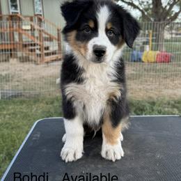 Australian Shepherd Puppies from WyoWinds Australian Shepherds