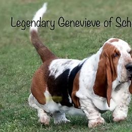 Basset Hounds from Legendary Basset Hounds