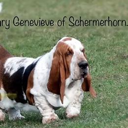 Basset Hounds from Legendary Basset Hounds