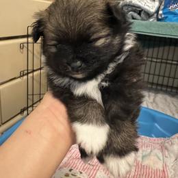 Boy 1 - Black and brindle male Pomeranian puppy in Columbus, Georgia from Junie’s Poms